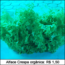 Alface Crespa orgânica: R$ 1,50