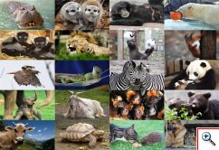 animals day